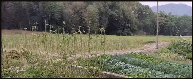 地皮菜多少钱一斤 | 农业常识