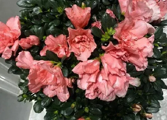 植物常识问题|杜鹃花枝叶开春就枯萎的原因
