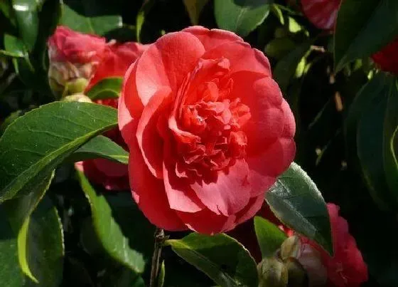 植物常识问题|冬季茶花养殖三大禁忌