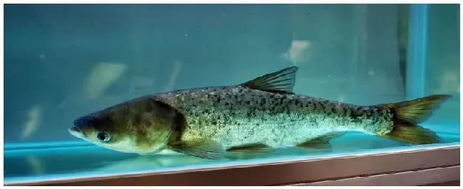 白鲢刺多吗 | 三农问答