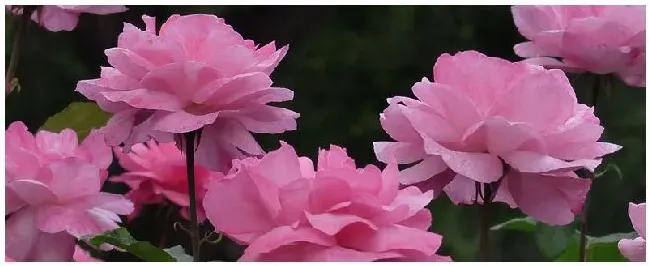 月季花有绿色的蚜虫可以用什么药? | 农业答疑