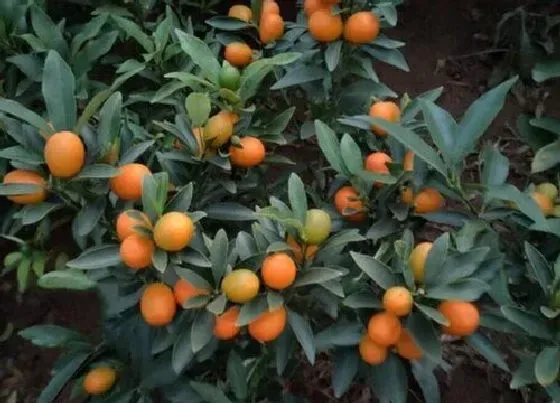 植物常识问题|十大寓意幸运的花图片 10种象征吉祥好运的花卉植物