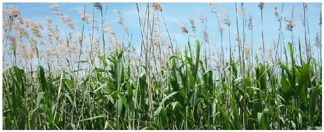 芦苇是什么科植物 | 农业答疑