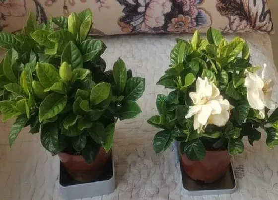 植物常识问题|春天怎么养栀子花开花多又香