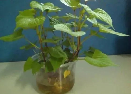 植物常识问题|红薯发芽了可以吃吗 吃家里长了芽的红薯会中毒吗