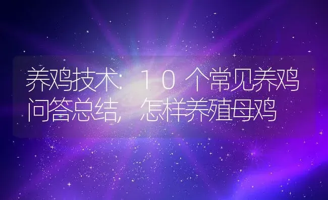 养鸡技术:10个常见养鸡问答总结,怎样养殖母鸡 | 养殖常见问题