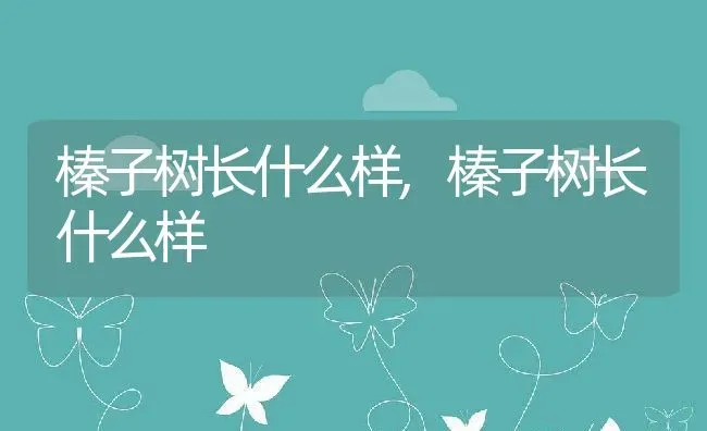 榛子树长什么样,榛子树长什么样 | 养殖常见问题