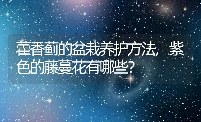 藿香蓟的盆栽养护方法,紫色的藤蔓花有哪些？ | 养殖常见问题