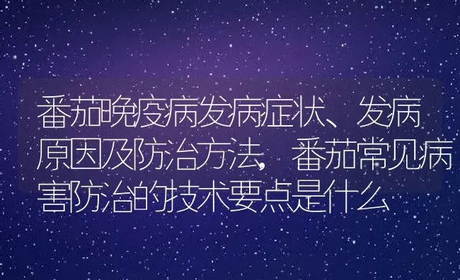 番茄晚疫病发病症状、发病原因及防治方法,番茄常见病害防治的技术要点是什么 | 养殖常见问题