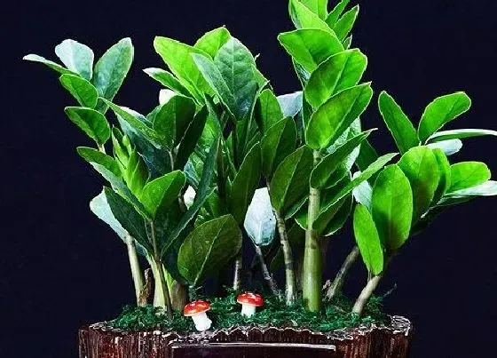 植物常识问题|十大寓意幸运的花图片 10种象征吉祥好运的花卉植物