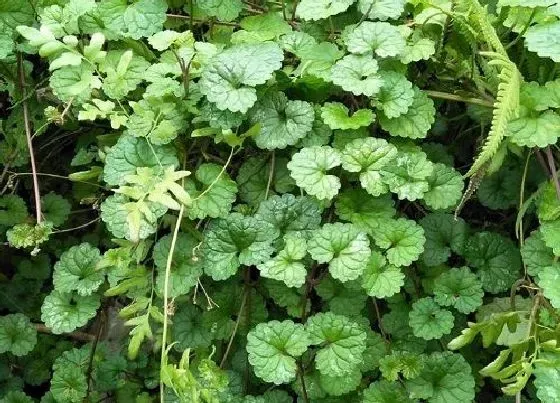 植物常识问题|透骨草长什么样子 开什么花（图片）