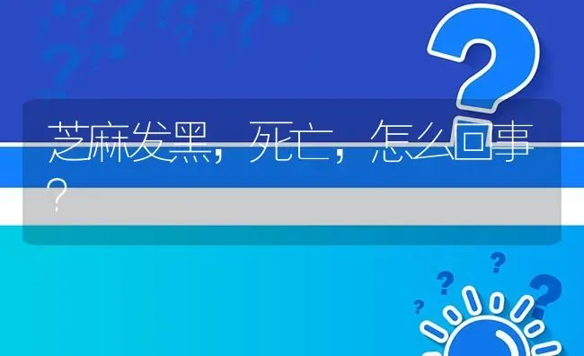 芝麻发黑,死亡,怎么回事? | 养殖问题解答