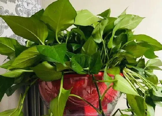 植物常识问题|夏季养护绿萝一定要避开的三件事