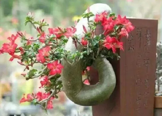植物常识问题|秋季可以给沙漠玫瑰施浓肥吗