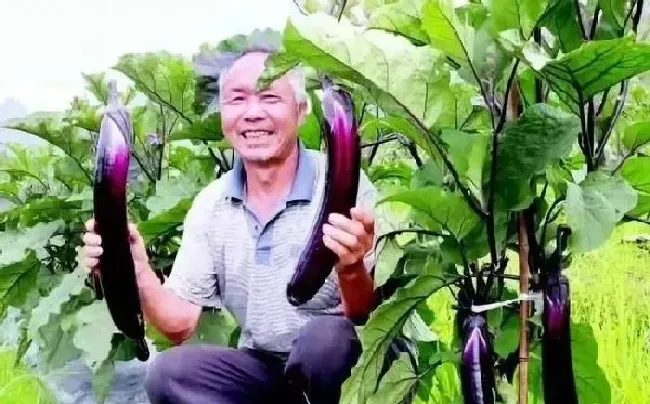 植物常识问题|种茄子的步骤及注意事项（种茄子最好的方法与过程）