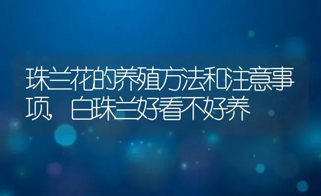 珠兰花的养殖方法和注意事项,白珠兰好看不好养 | 养殖常见问题