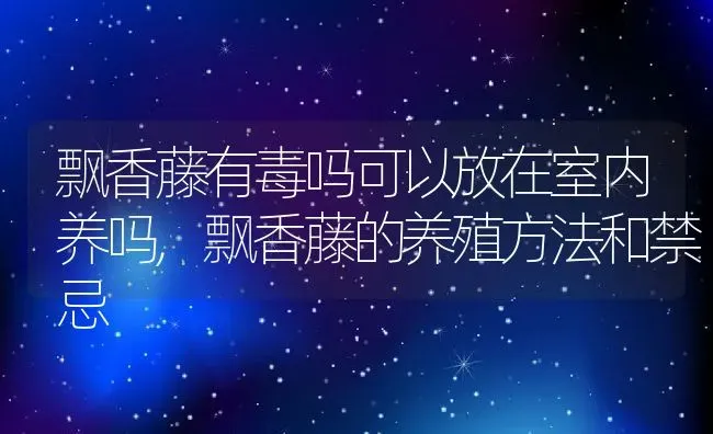 飘香藤有毒吗可以放在室内养吗,飘香藤的养殖方法和禁忌 | 养殖常见问题