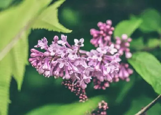 植物常识问题|丁香花的品质和精神