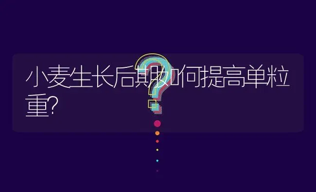 小麦生长后期如何提高单粒重? | 养殖问题解答