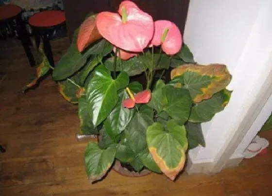 植物常识问题|红掌长势比较差是什么原因引起的