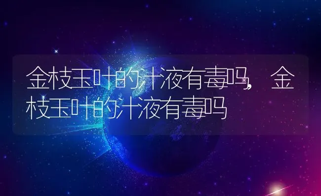 金枝玉叶的汁液有毒吗,金枝玉叶的汁液有毒吗 | 养殖常见问题