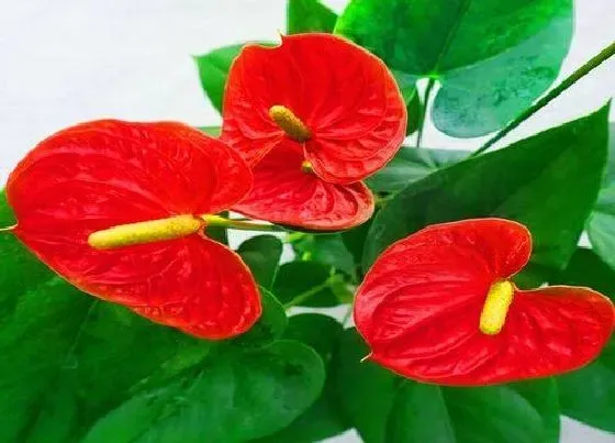 植物常识问题|红掌长势比较差是什么原因引起的
