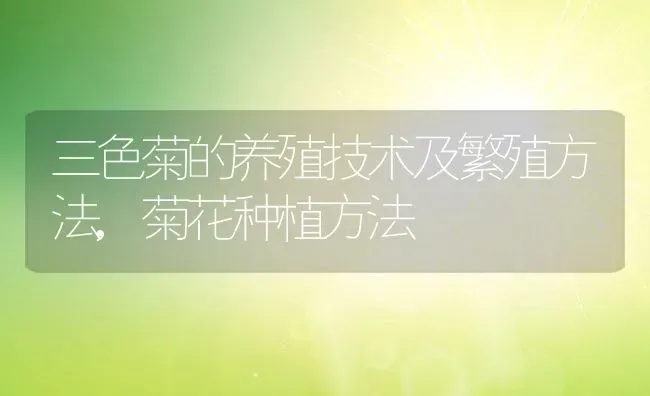 三色菊的养殖技术及繁殖方法,菊花种植方法 | 养殖常见问题