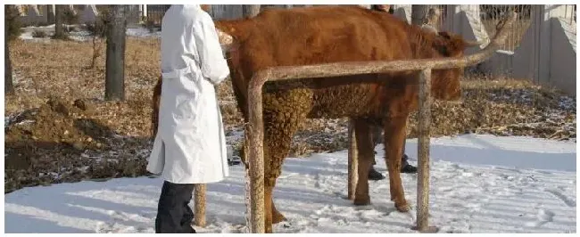 牛人工授精的最佳时期用什么手法好 | 农业常识