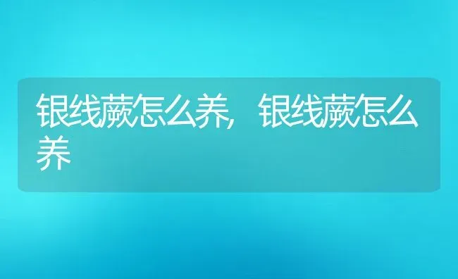 银线蕨怎么养,银线蕨怎么养 | 养殖常见问题