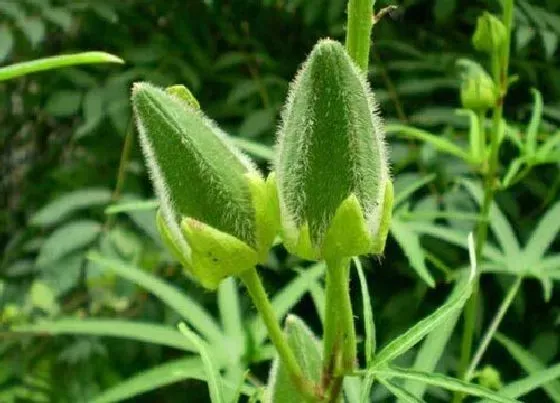 植物常识问题|秋葵的种植技术介绍（秋葵种子播种和管理过程简介）