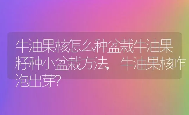 牛油果核怎么种盆栽牛油果籽种小盆栽方法,牛油果核咋泡出芽？ | 养殖常见问题