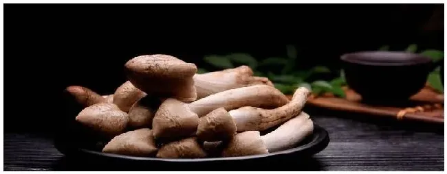 鸡枞菌的高产栽培技术 | 农业问题