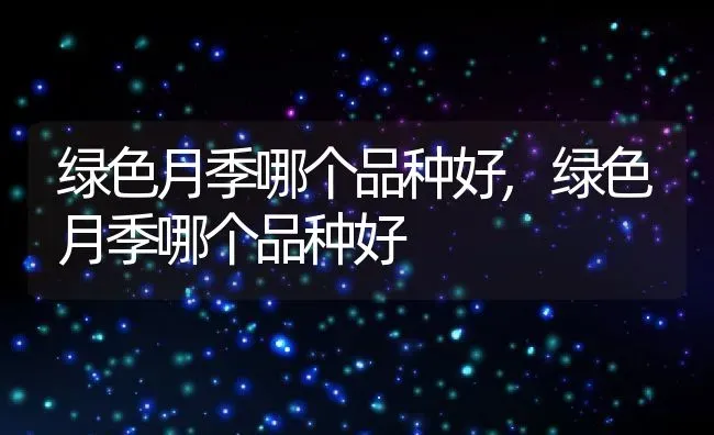 绿色月季哪个品种好,绿色月季哪个品种好 | 养殖常见问题