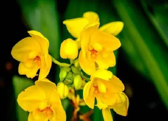 植物常识问题|兰花怎么养护根像筷子粗