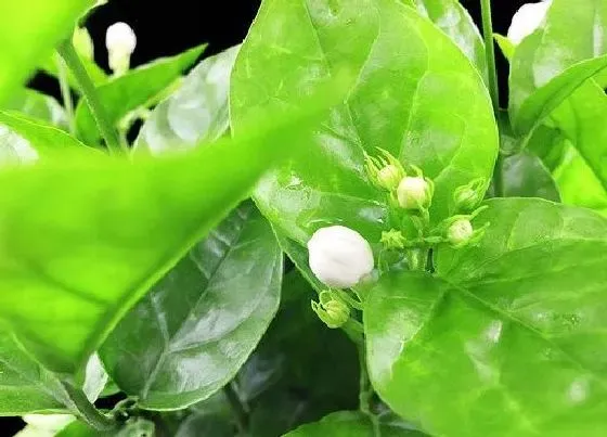 植物常识问题|茉莉花怎么养护叶片油绿花开满枝