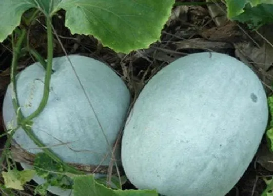 植物常识问题|自己栽种的冬瓜如何养护增产
