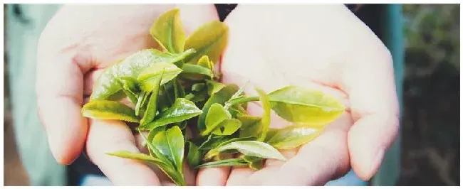 扬州产什么茶 | 生活常识