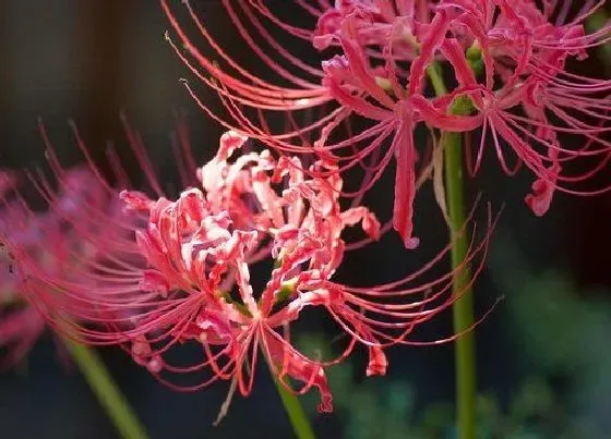 植物常识问题|彼岸花一般长在什么样的地方 彼岸花在哪里生长