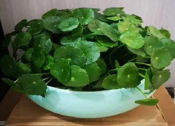 植物常识问题|金钱草叶子发黄什么原因（金钱草有黄叶干了补救处理）