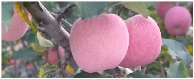 苹果谢花后第一遍打什么药 | 生活常识
