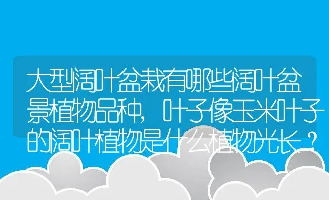 大型阔叶盆栽有哪些阔叶盆景植物品种,叶子像玉米叶子的阔叶植物是什么植物光长？ | 养殖常见问题