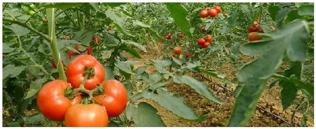 番茄膨大偏方高招 | 生活常识