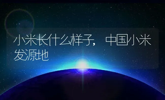 小米长什么样子,中国小米发源地 | 养殖常见问题