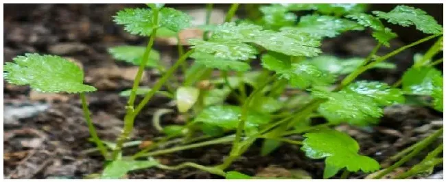 香菜怎么种植方法 | 农业问题