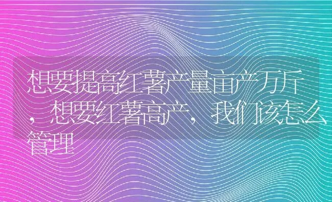 想要提高红薯产量亩产万斤,想要红薯高产，我们该怎么管理 | 养殖常见问题