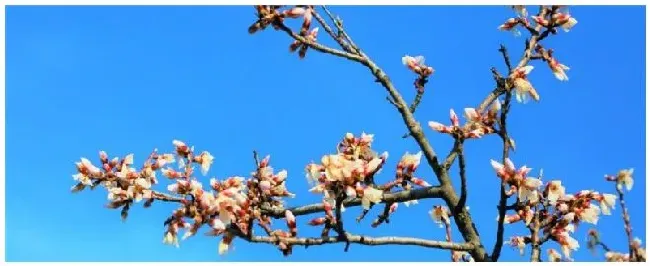 怎么给花木施肥 | 农业问题