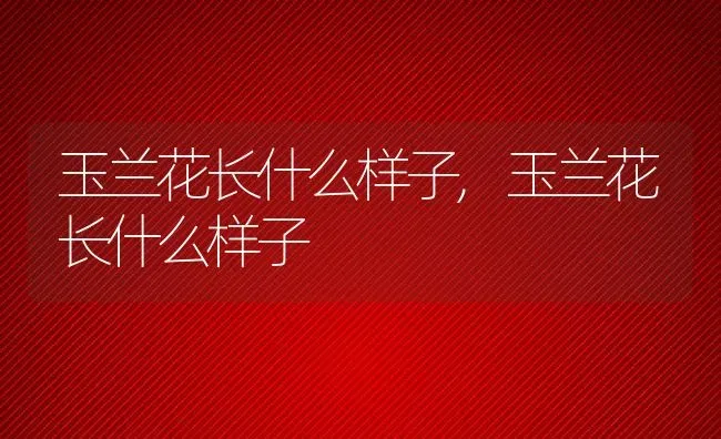 玉兰花长什么样子,玉兰花长什么样子 | 养殖常见问题