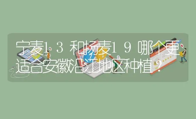 宁麦13和扬麦19哪个更适合安徽沿江地区种植? | 养殖问题解答