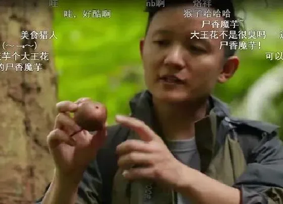 植物常识问题|水果猎人重新出发 看看杨晓洋猎奇各种水果的精彩人生