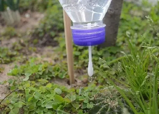 植物常识问题|自动浇水器简易制作原理与做法（懒人浇水神器怎么制）